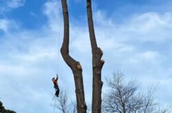 Tree Removal Balwyn