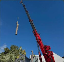 Tree Pruning Sydney