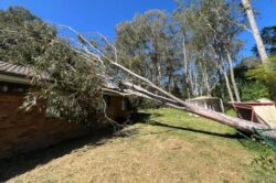 Tree Trimming Hawkesbury
