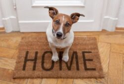 Canine Liability Insurance