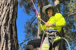 Tree Removal Penrith
