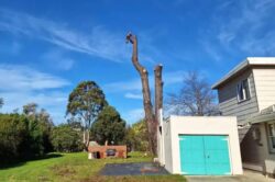 Tree Removal Forest Hill