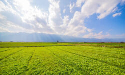 Buy Farm Plots Near Bangalore Equipped with Rainwater Harvesting and Drip Irrigation Systems