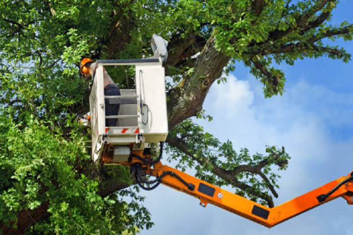 4 SIGNS YOUR TREE NEEDS PRUNING THIS YEAR