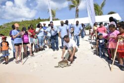 Green Sea Turtle Release at Cayman Turtle Centre