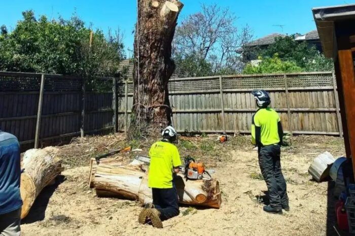 Tree Removal Mount Waverley