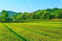 Managed Farmlands at Sangam Farms for Weekend Family Getaways