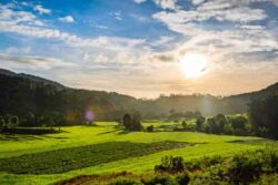 Managed Farms Near Bangalore – A simple way to own farmland