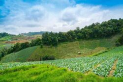 Agricultural Land for Sale Bangalore at Lakeview Farms for Smart Land Buyers