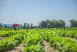 Premium Managed Farmland Near Hosur with Clear Legal Documents