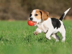 Why North York Pets Need Different Grooming Care Throughout the Year
