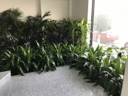 Event Plant Hire – Stylish Greenery for Every Occasion