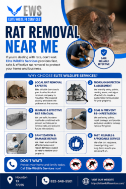 Get Expert Rat Removal Near Me Assistance