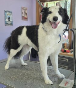 Fresh & Happy After Dog Grooming in Michigan City