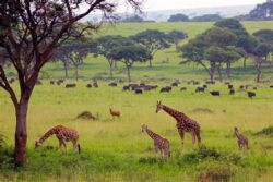 What time do morning game drives start in Akagera on Rwanda safari tour