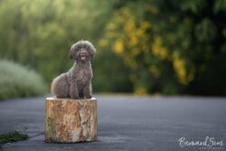 Beautiful Pet Portraits in Singapore