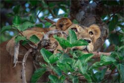 Uganda Safari Packages Guide: Plan Your Dream African Adventure
