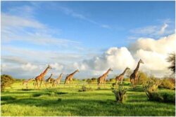 Luxury vs Budget Safari: Comparing Camps, Costs, and Wildlife Experiences