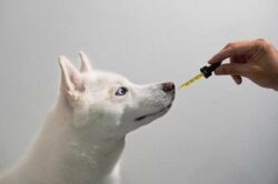 Benefits Of Using Cannabinoid Oil For Dog