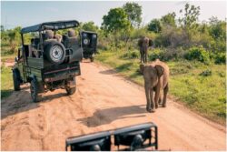 Uganda Safari Cost Guide Save Money Without Missing the Experience