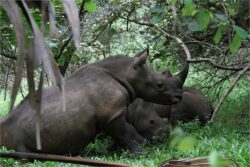 Uganda Safari Itineraries for Gorilla Trekking and Wildlife Adventures
