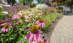 How to Protect Your Landscaping During a Drought?