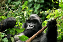 First-Time Uganda Visitor Guide:Everything You Need to Know Before Your First Safari Adventure