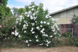 Add Elegant Blooms With a Beautiful White Oleander Tree