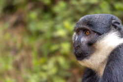 Plan 3 Day Gorilla Trekking in Rwanda