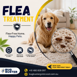 Flea Treatment – Effective Solutions for a Flea-Free Home & Business