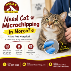Need Cat Microchipping in Norco? | Atlas Pet Hospital