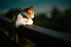 Same-Day and Urgent Vet Care in Vancouver