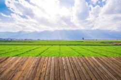 Villa Plots in Hosur for Sale with Excellent Connectivity at Nandavanam