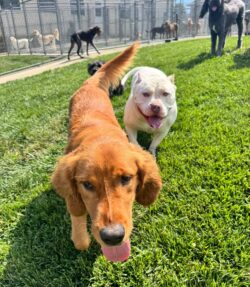 Trusted Dog Boarding in Ohio | Diamond Kennels